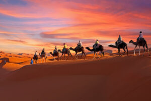 Camels Morocco